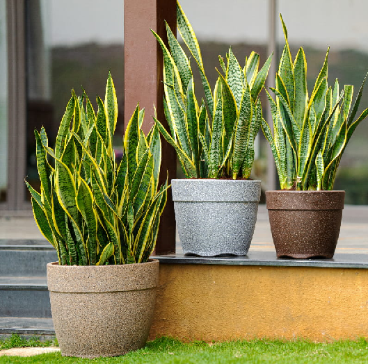 Stone Finish Planters